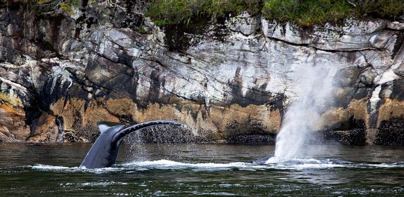 Humpbacks Near Shore.jpg